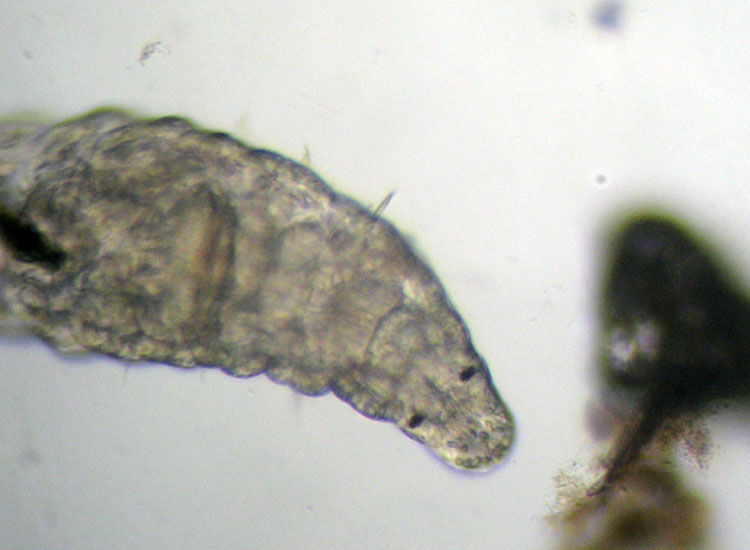 Microscopia delle spiagge adriatiche